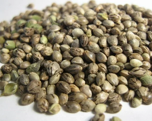 can i buy cannabis seeds online in south africa v0 1jKuhhXFKZtUbMjrX3lyo34tc4WtbeLkVgkaxtyT7qM