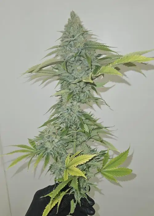 Bloom Seed Co. - Too Much Melon - Image 3
