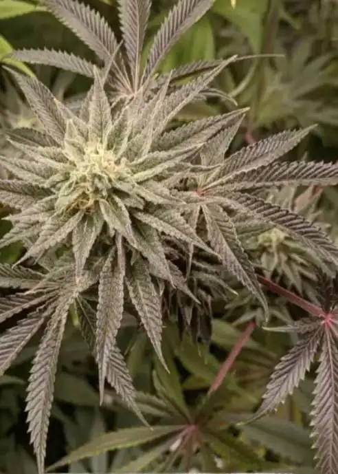 Bloom Seed Co. - Too Much GAK - Image 2