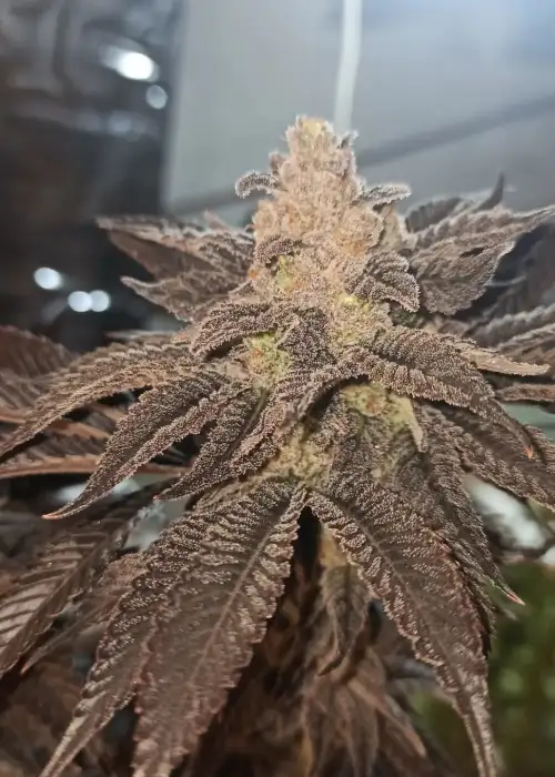 Bloom Seed Co. - Too Much Melon - Image 4