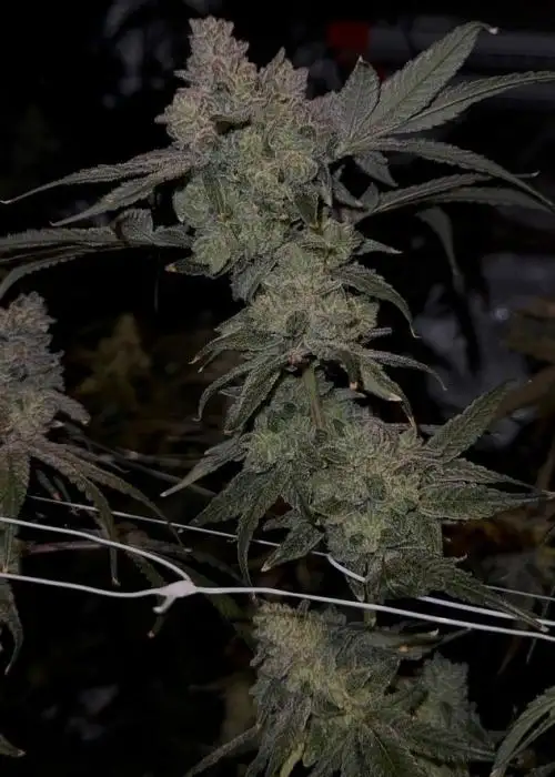 Bloom Seed Co. - Too Much Melon - Image 2