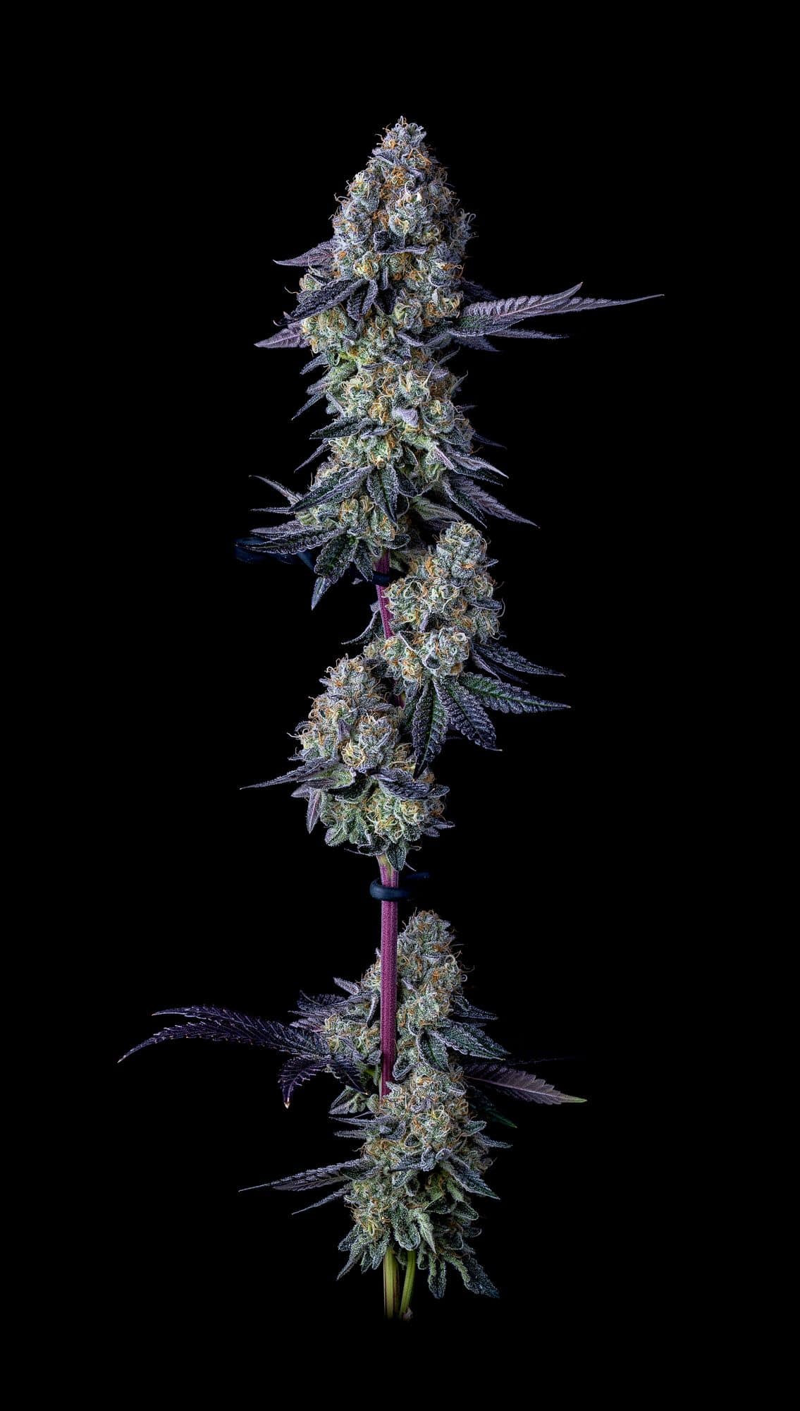 Bloom Seed Co x Boston Roots Seed Co - Amalfi Coast - Image 3