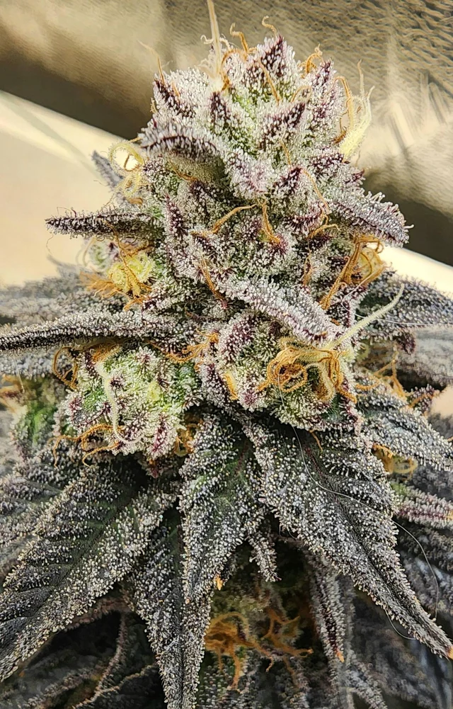 Bloom Seed Co. - Too Much GAK - Image 3