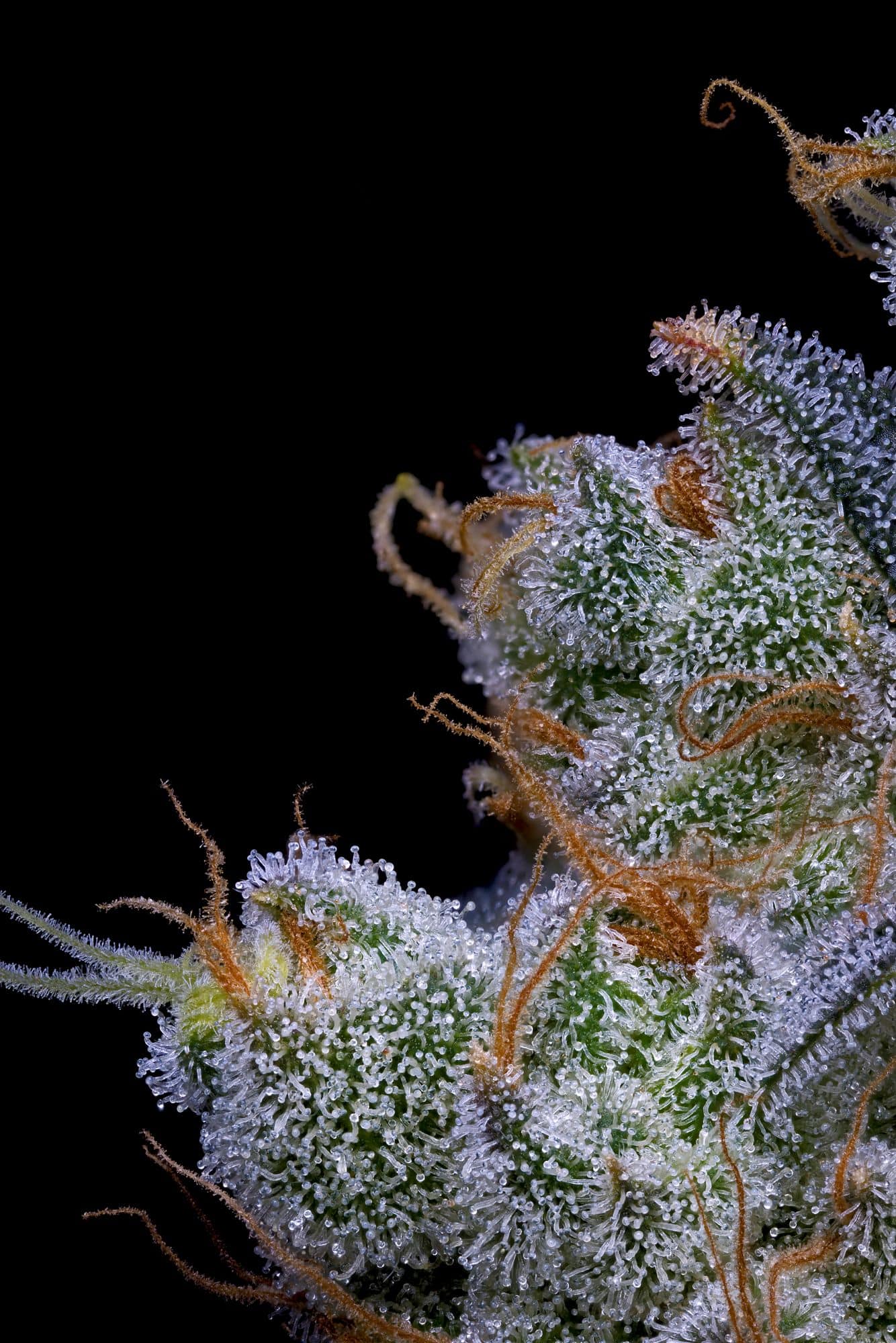 Bloom Seed Co x Boston Roots Seed Co - Amalfi Coast - Image 2