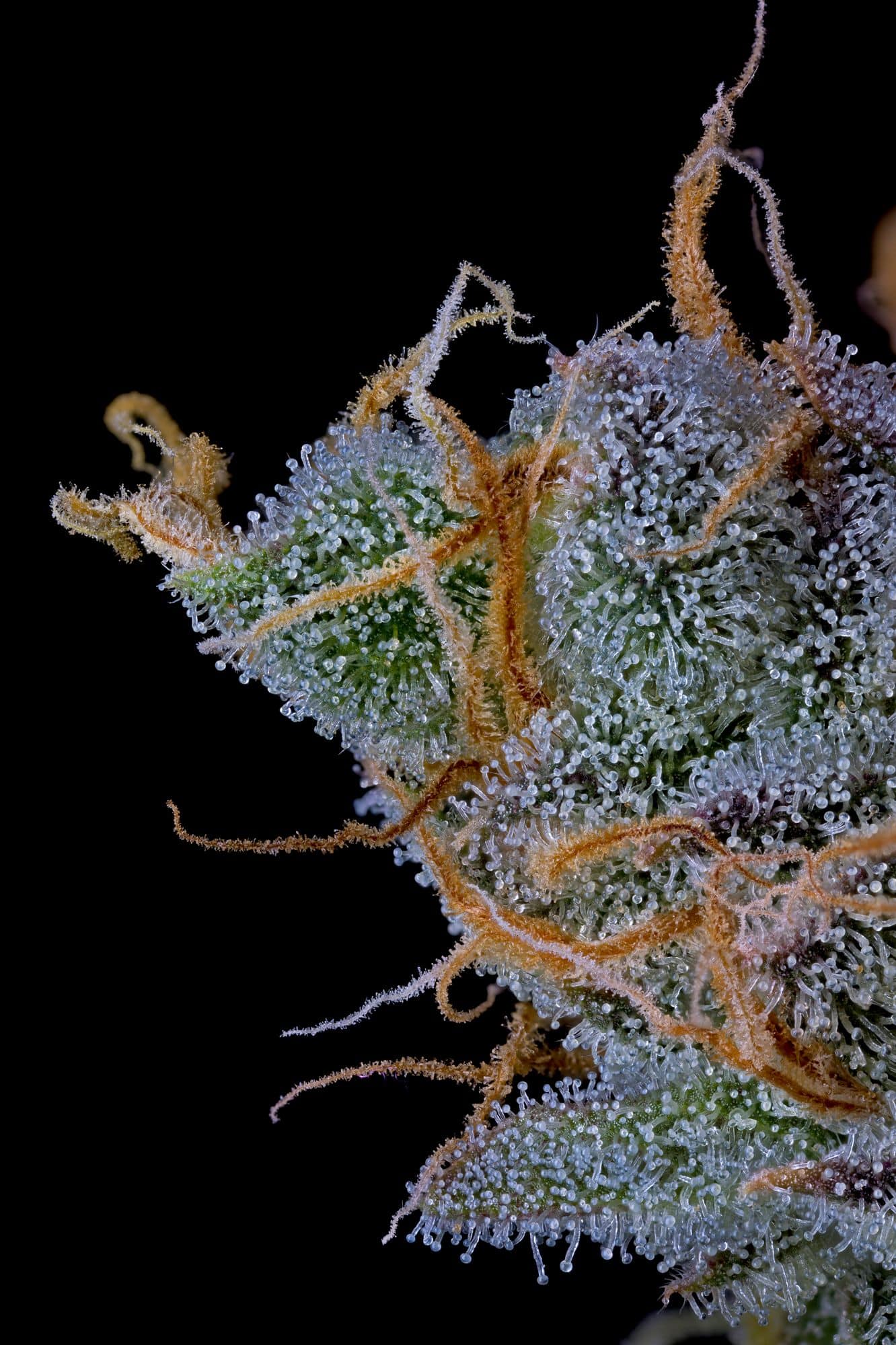 Bloom Seed Co. - Too Much GAK - Image 4