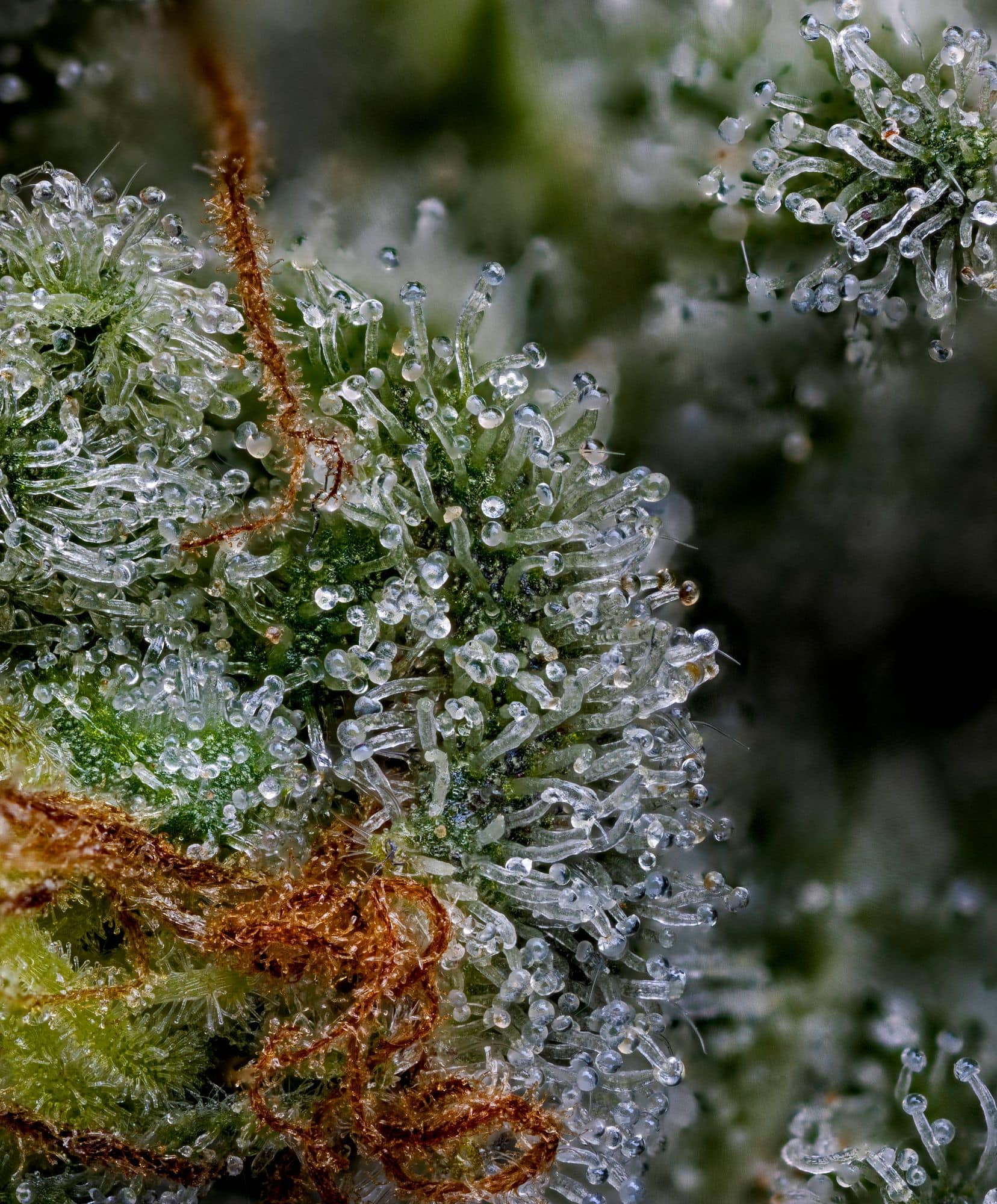 Bloom Seed Co. - Too Much Melon - Image 5